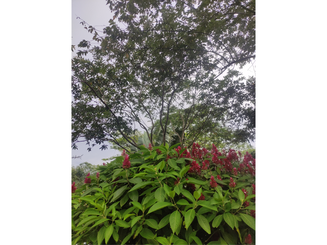 place photo 51