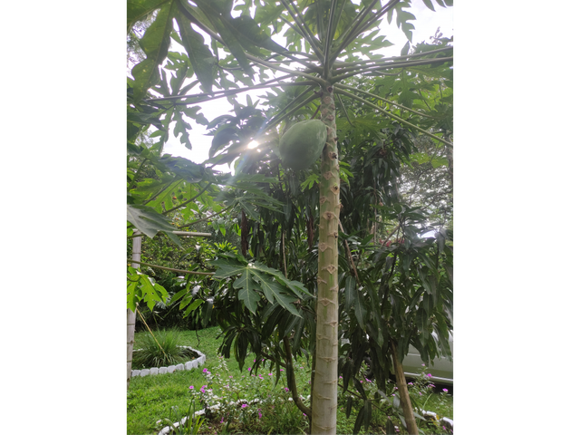 place photo 43