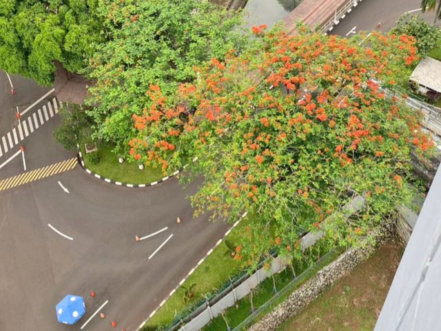 place photo 7