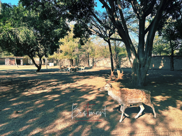 place photo 43