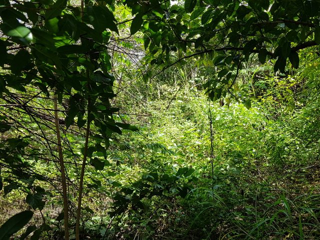 New Manila Rolling Hills Village 520 sqm Lot for Sale, Quezon City