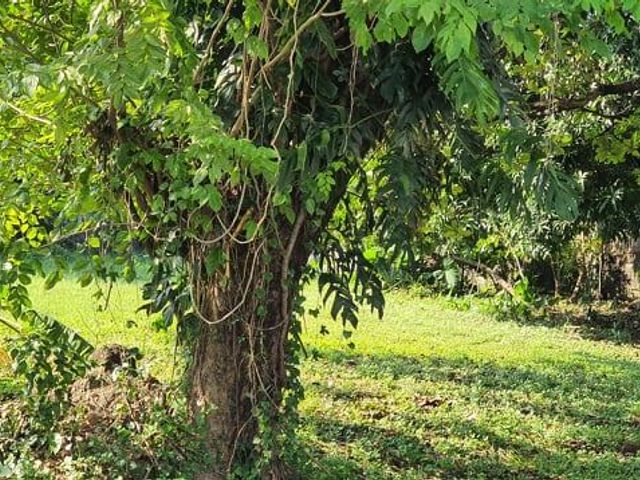 3,600 sqm Residential Lot for Sale in Valle Verde 6, Pasig