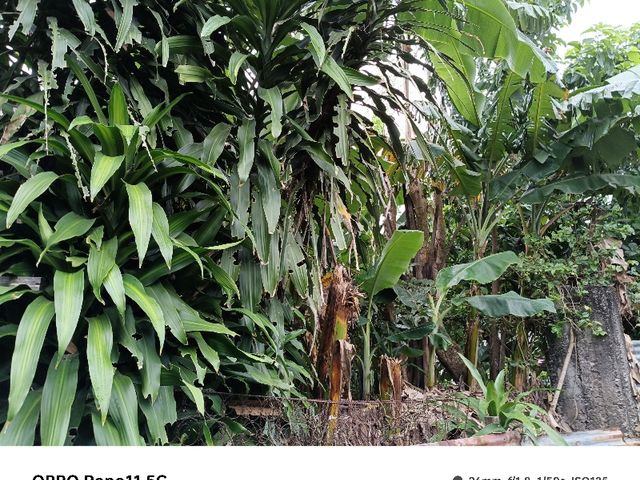 Lot For Sale - San Pedro Laguna