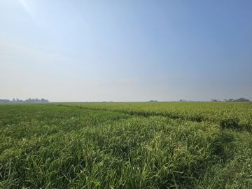 Tanah dijual di Sasak, Mauk