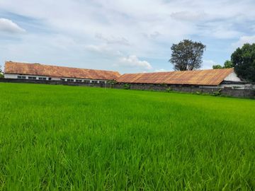 Mangli, Kaliwates, JEMBER, Jawa Timur