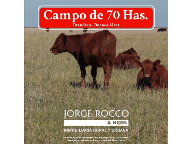 Campo en venta en Brandsen. 70 Has ganaderas