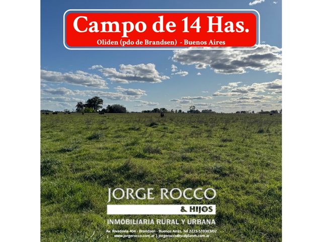 Campo en venta en Oliden (pdo. de Brandsen). 14 Has.