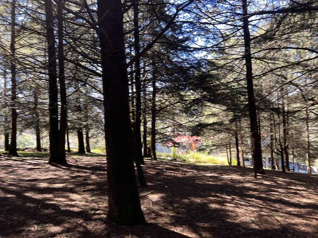 place photo 26