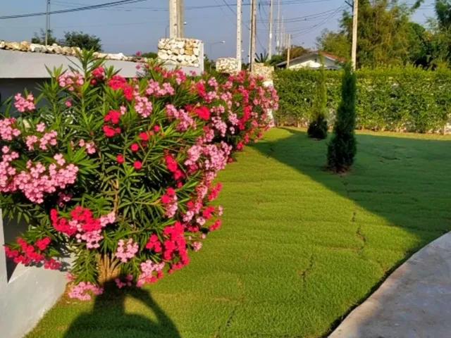 place photo 18