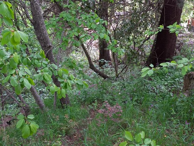 place photo 25