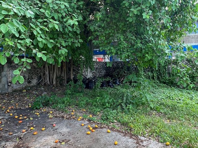place photo 23
