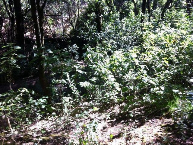 TERA0032- Terreno en Venta en Buenavista, MEXICO , Estado de México