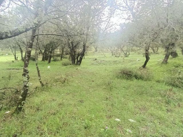place photo 50
