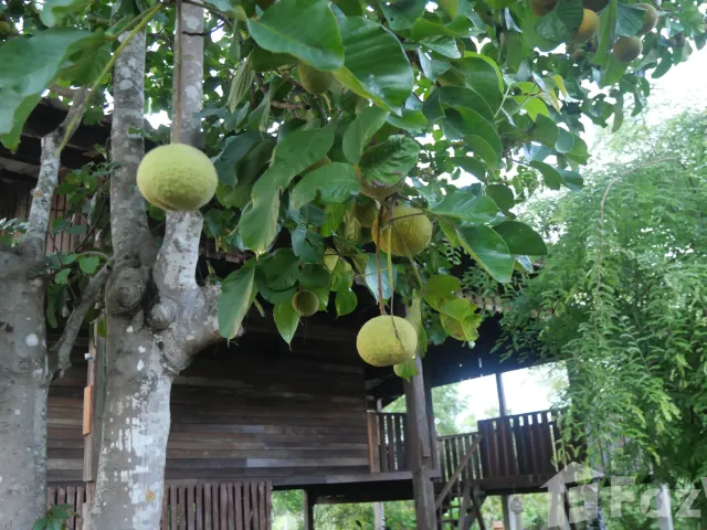 place photo 26