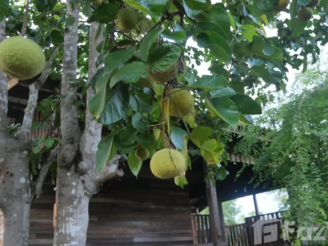 place photo 27
