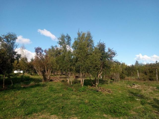 place photo 26