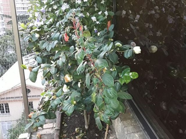 place photo 23