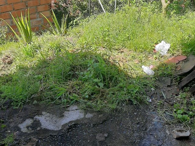 place photo 17