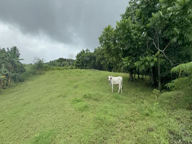 FOR SALE: Prime Land in Alingaro, General Trias, Cavite