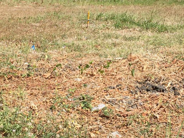 Prime Investment Lot for Sale in Prestigious Vermosa 1A