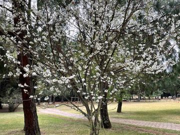 place photo 18