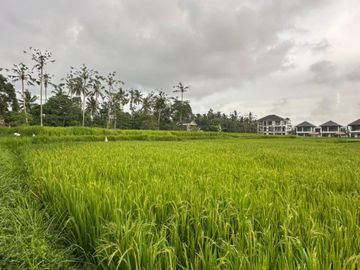 Ubud, GIANYAR, Bali, Indonesia