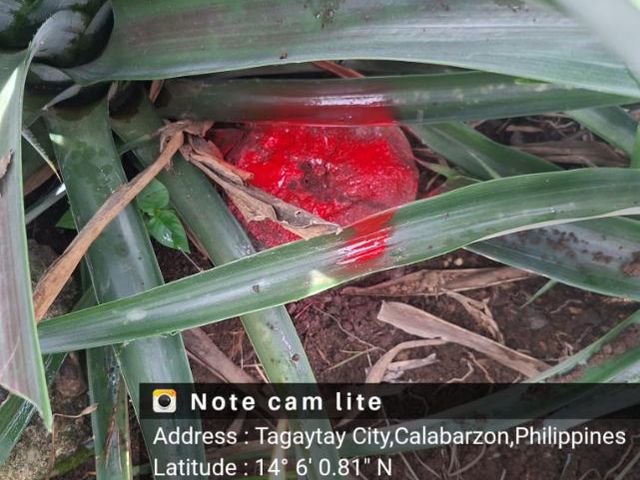place photo 21