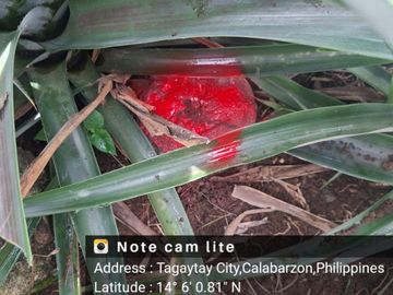 place photo 21
