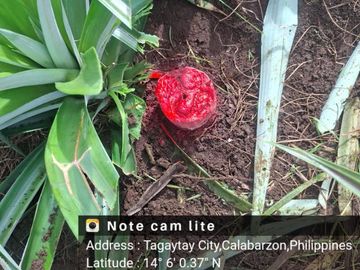 place photo 22