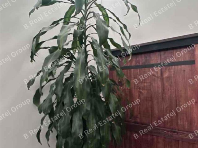 place photo 37