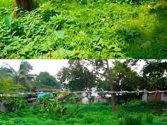 Residential Lot for Sale in Azalea St., Maligaya Park, Caloocan City