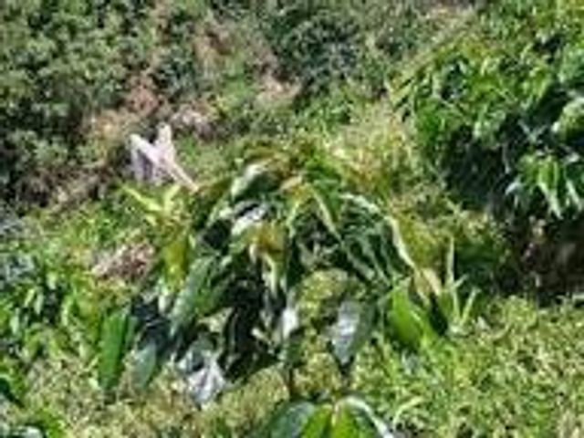 Venta Finca Agrícola Alejandría Antioquia